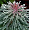 Fireglow Spurge